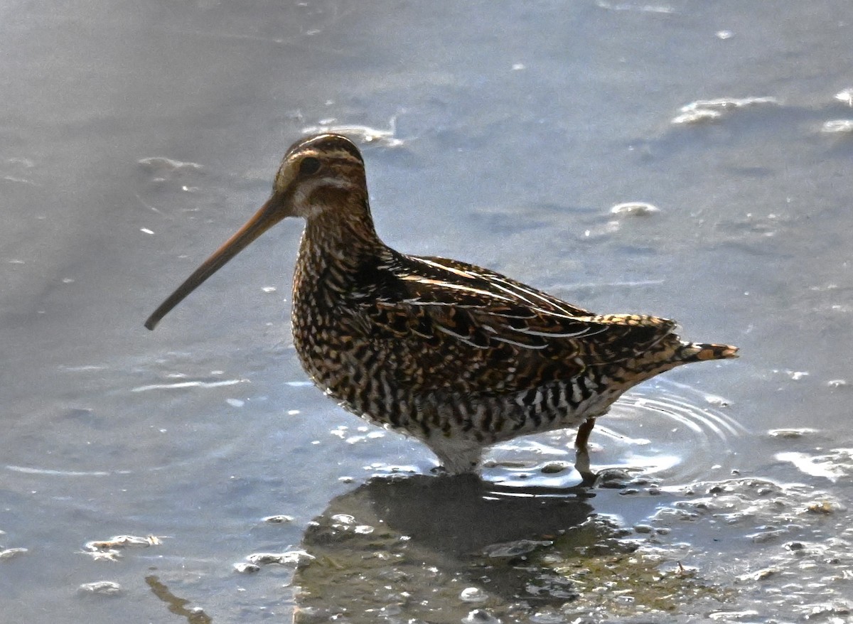 Wilson's Snipe - ML625293017