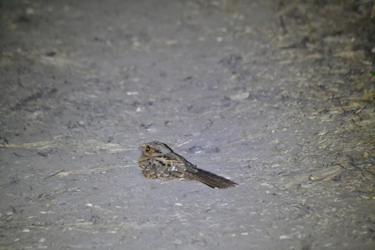 Spot-tailed Nightjar - ML625293018