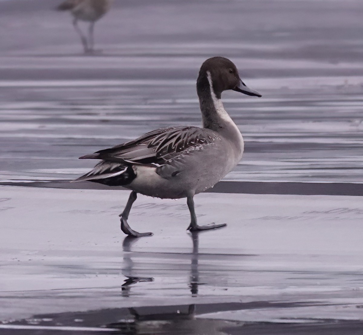 Northern Pintail - Lauren Wiegel