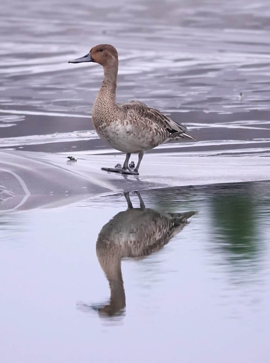 Northern Pintail - Lauren Wiegel