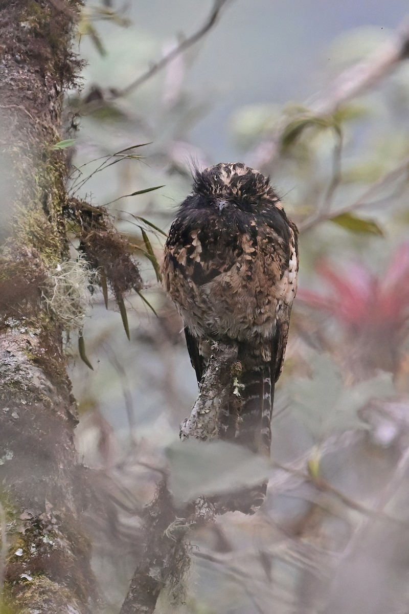 Andean Potoo - ML625293151