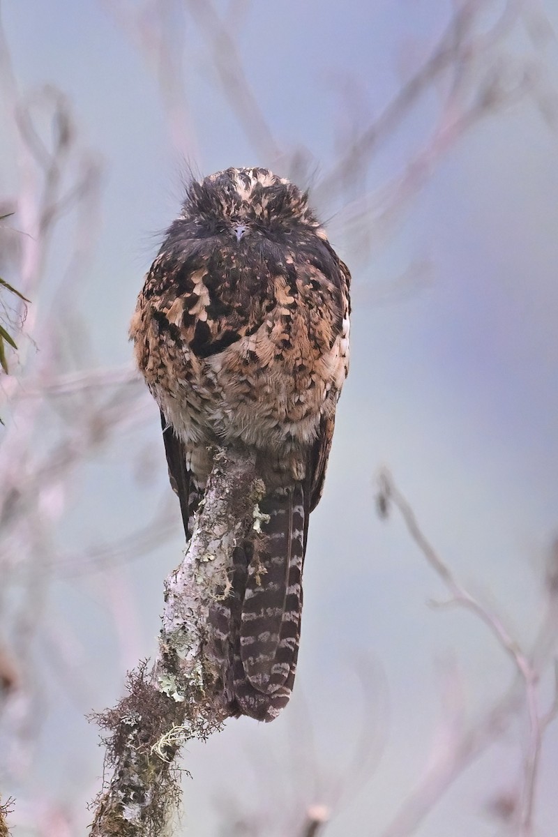 Andean Potoo - ML625293152