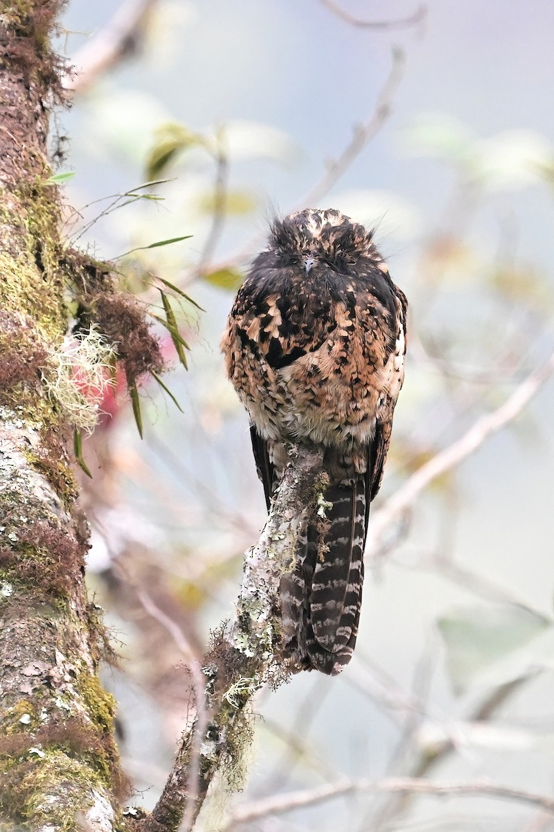 Andean Potoo - ML625293153