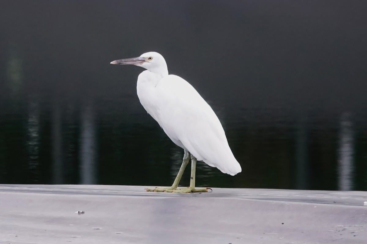 Aigrette sacrée - ML625293168