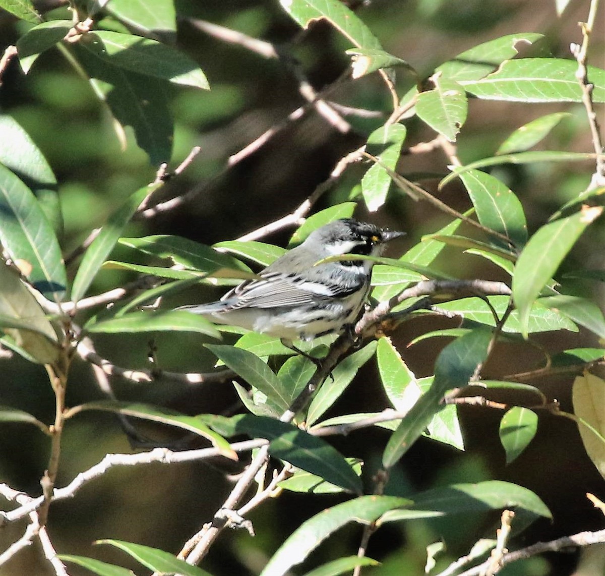Black-throated Gray Warbler - ML62529321