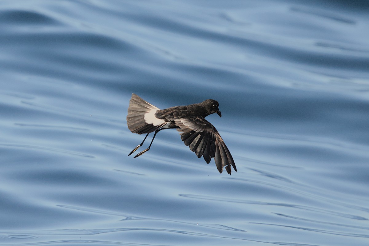 Wilson's Storm-Petrel - ML625293213