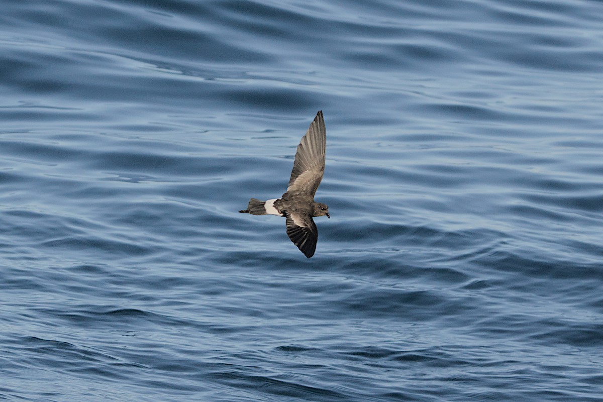 Wilson's Storm-Petrel - ML625293217