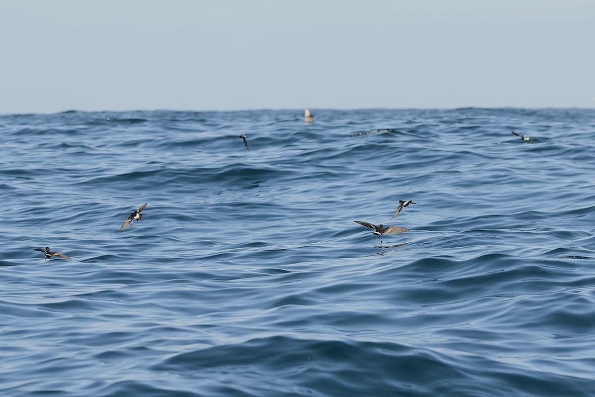 Wilson's Storm-Petrel - ML625293221