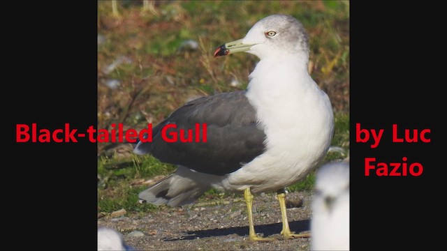 Хар сүүлт цахлай - ML625293259