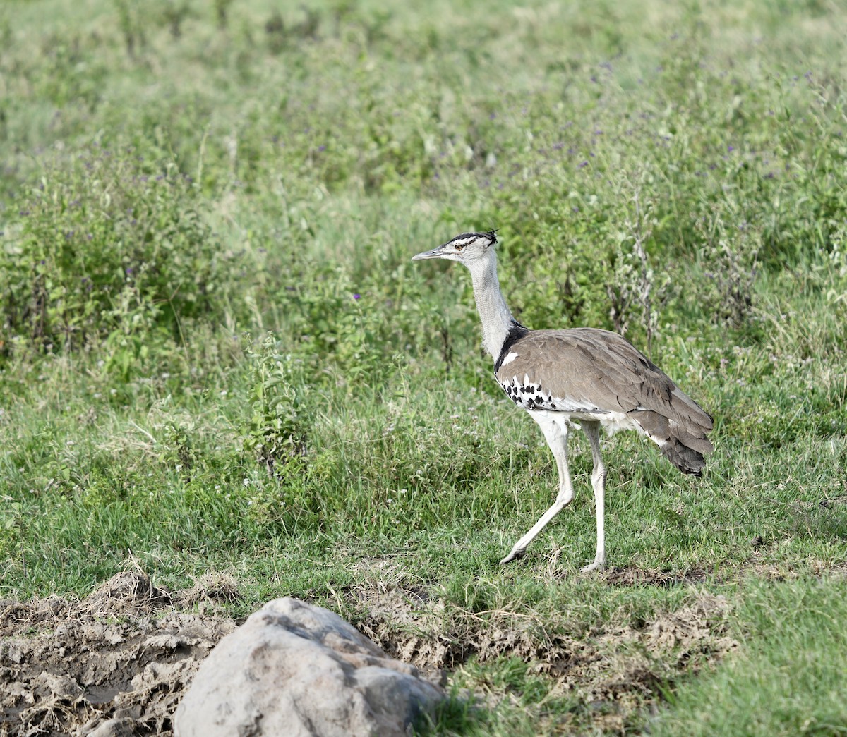 Kori Bustard - ML625293447