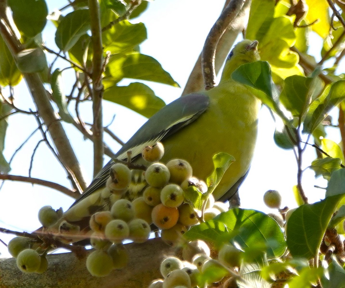 Madagascar Green-Pigeon - ML625293494