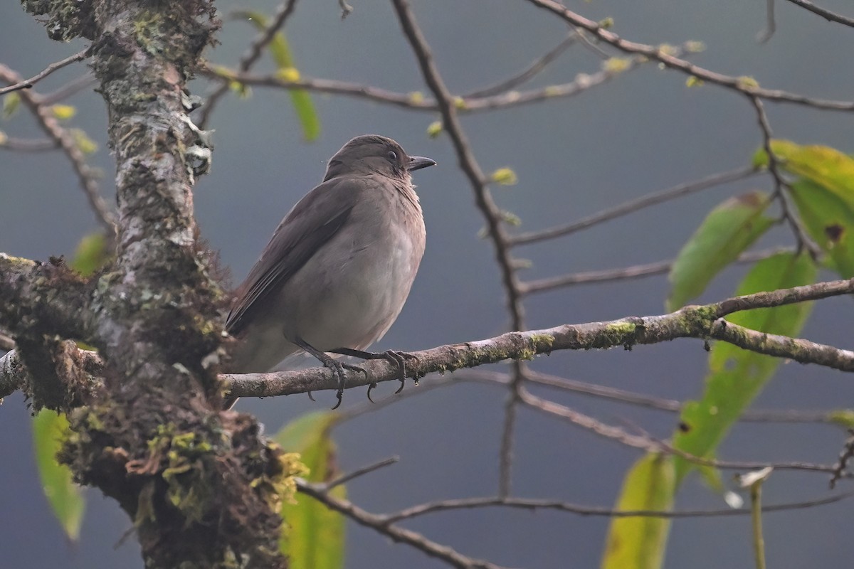 Black-billed Thrush - ML625293506