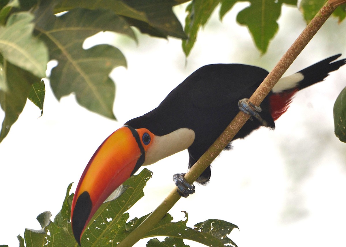 Toco Toucan - ML625293564