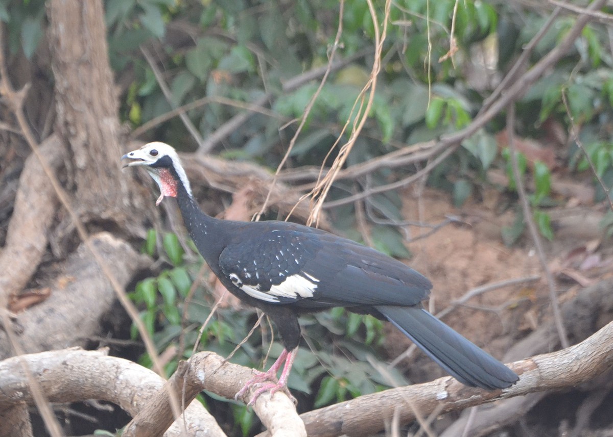 Red-throated Piping-Guan - ML625293595