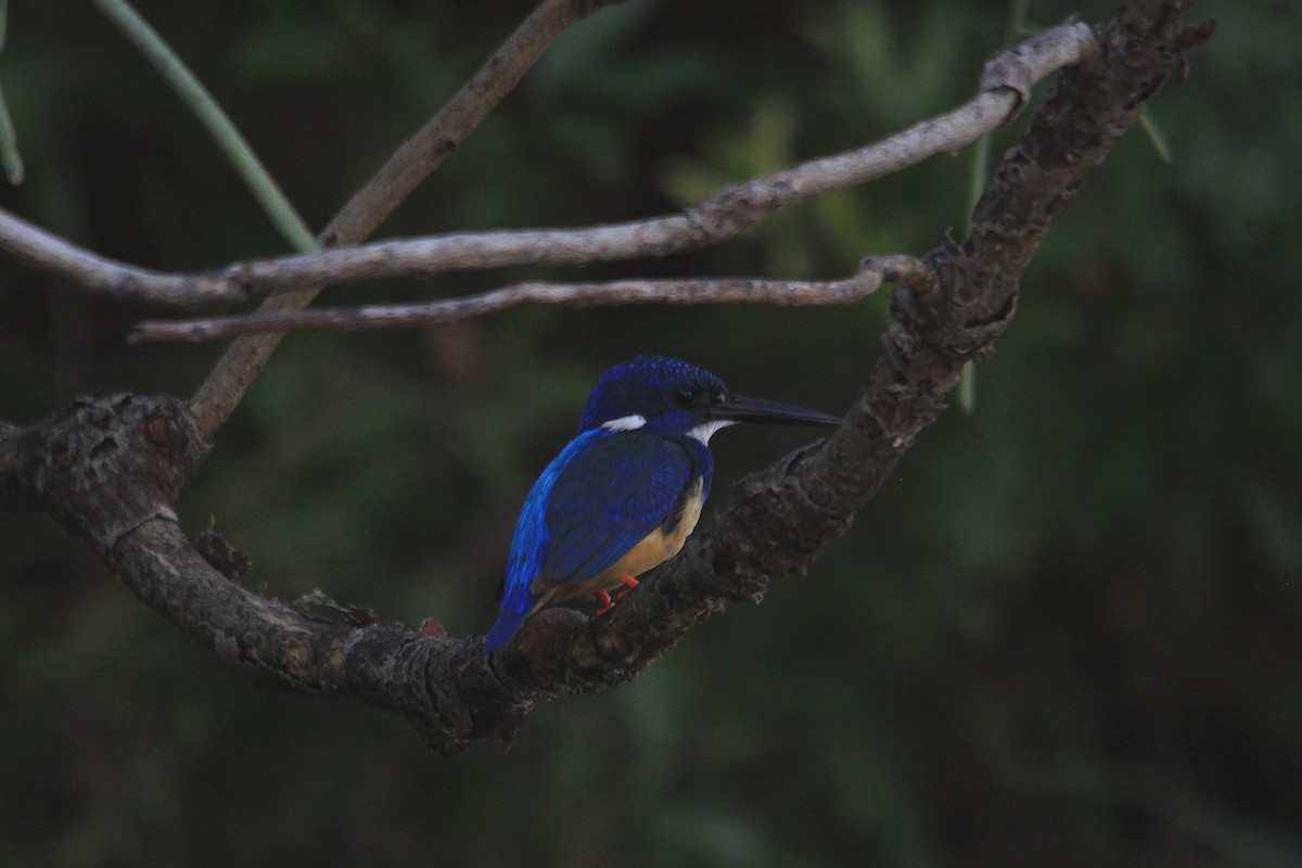 Half-collared Kingfisher - ML625293742