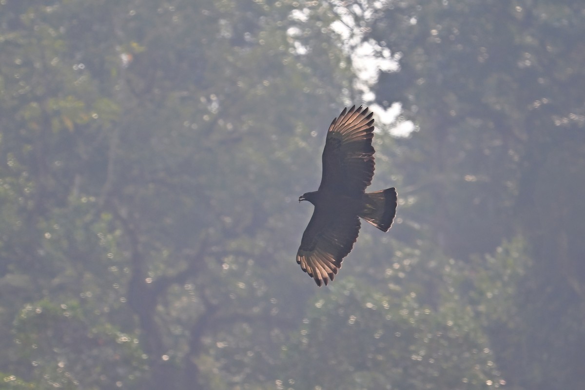 Black-and-chestnut Eagle - ML625293882