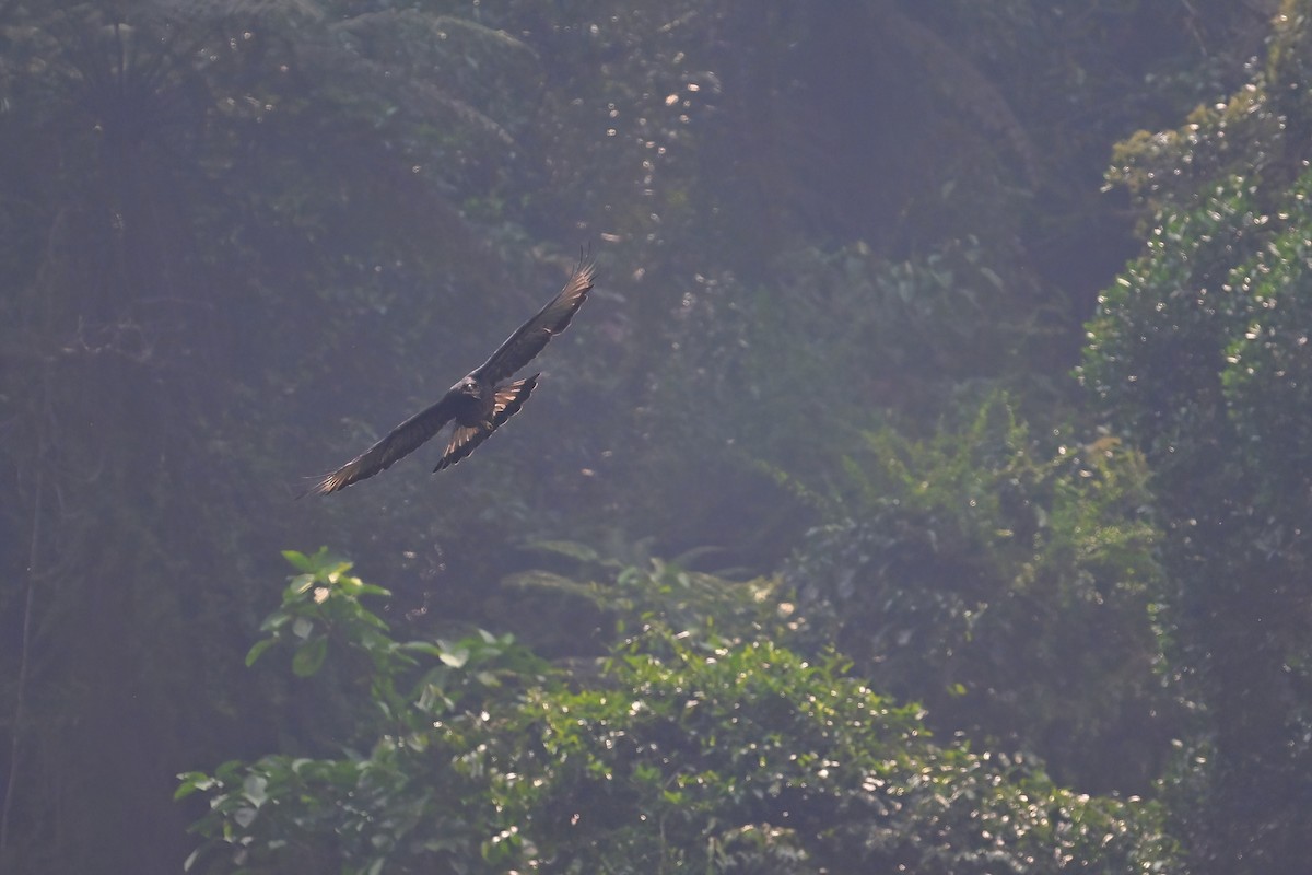 Black-and-chestnut Eagle - ML625293883