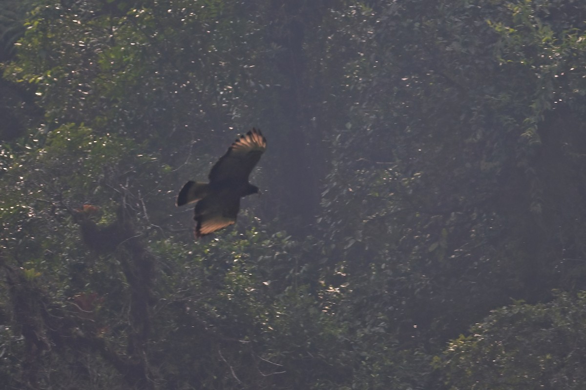 Black-and-chestnut Eagle - ML625293884