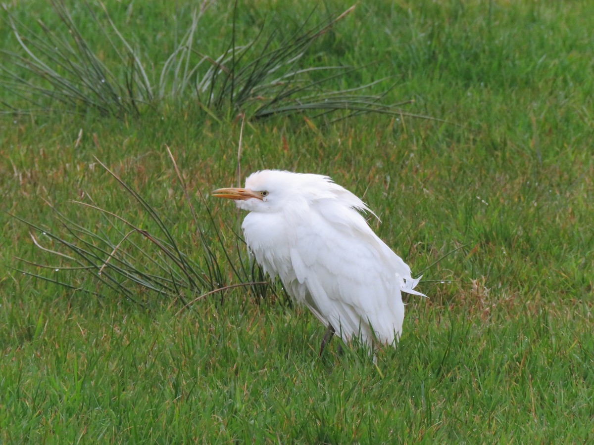 Western Cattle-Egret - ML625293944