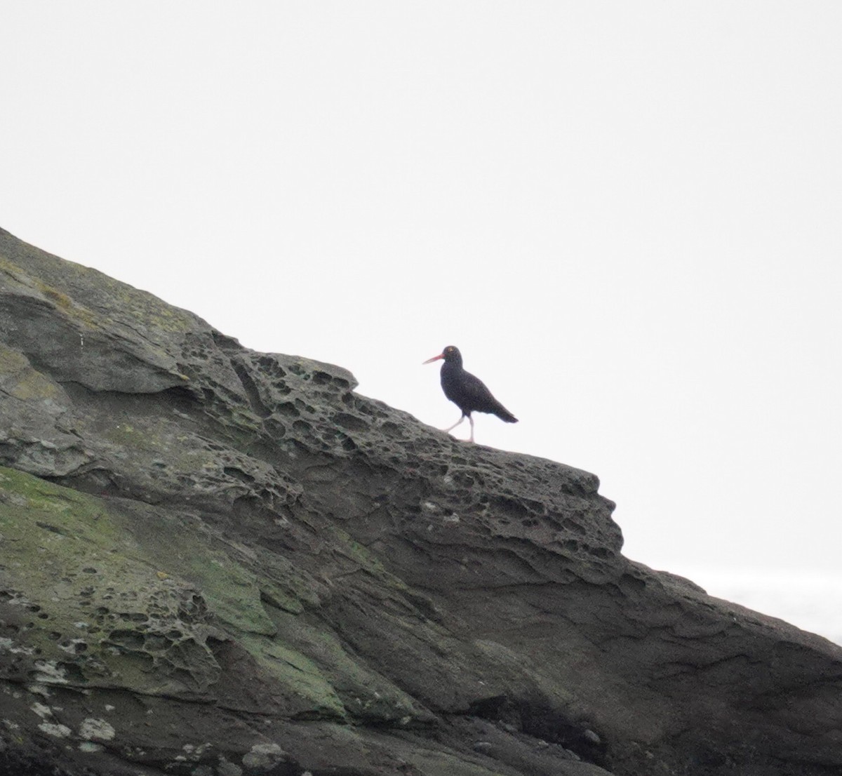 Black Oystercatcher - ML625294139