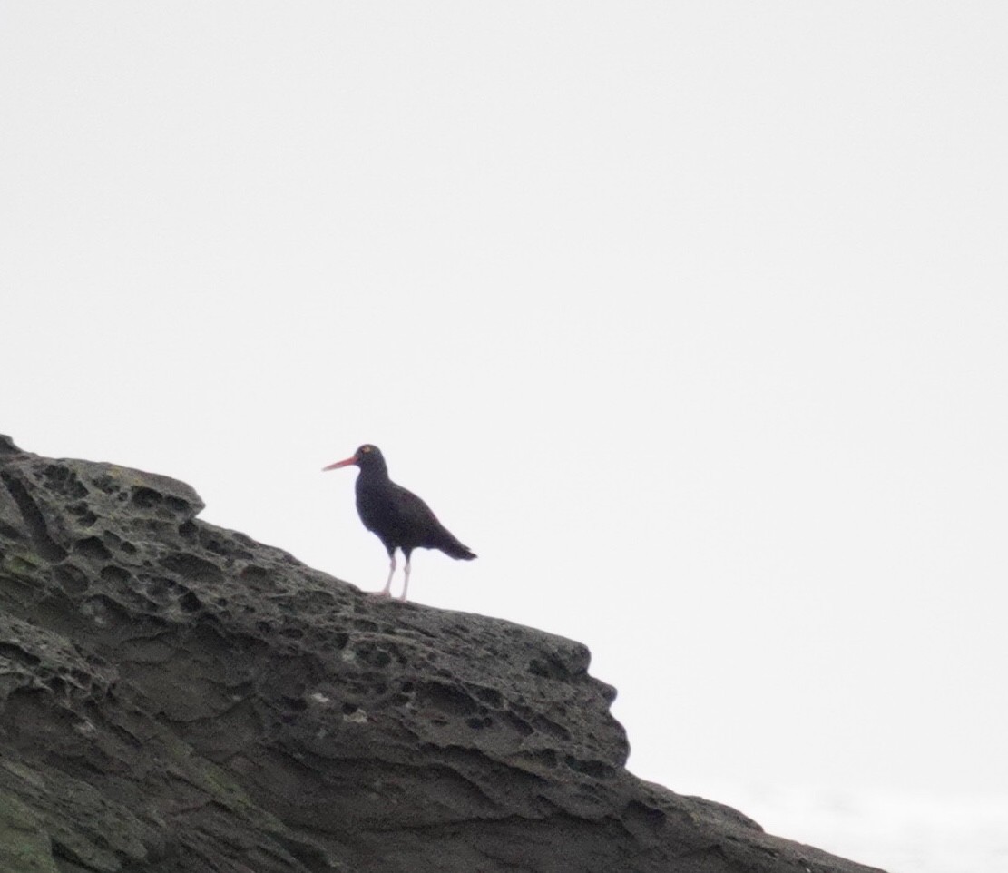 Black Oystercatcher - ML625294140