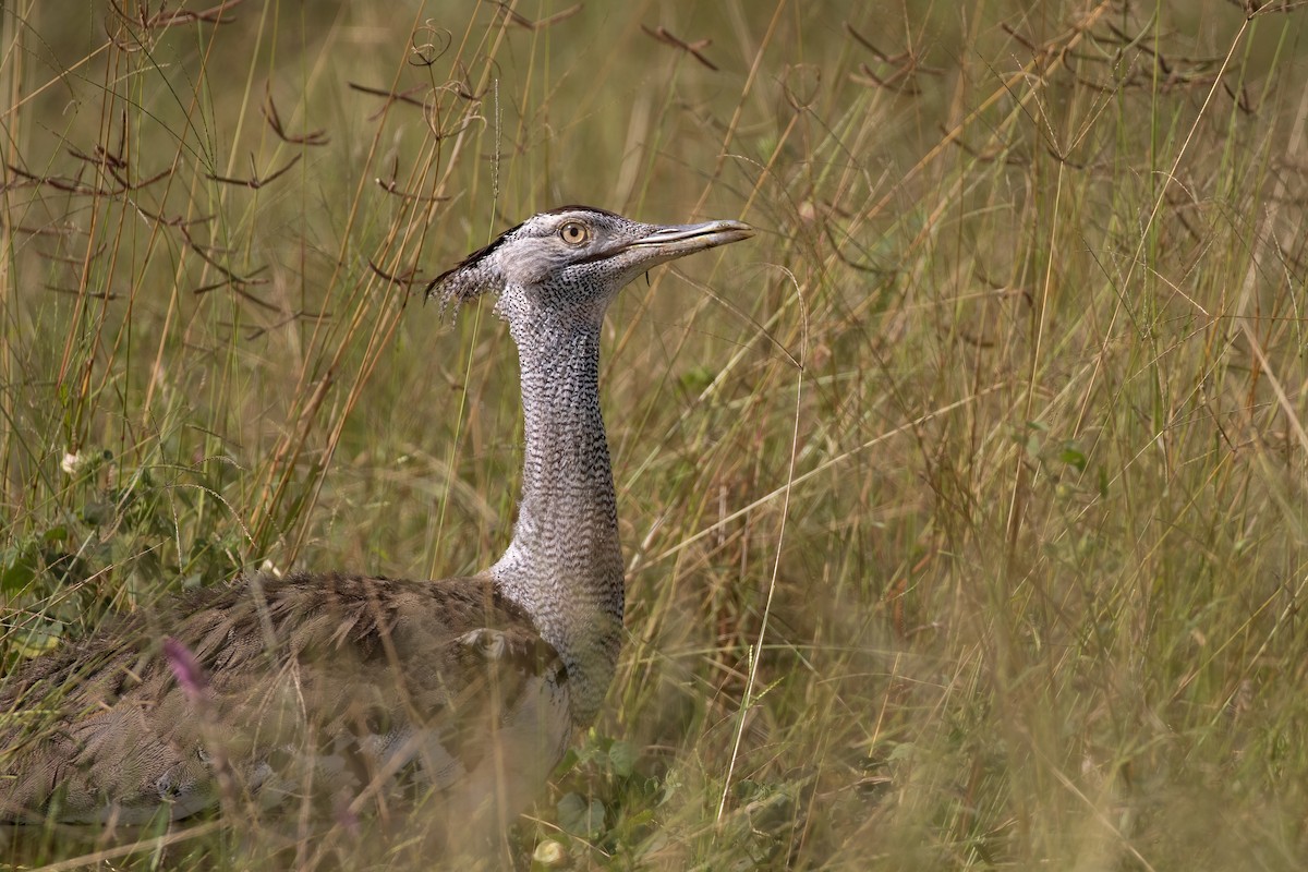 Kori Bustard - ML625294301