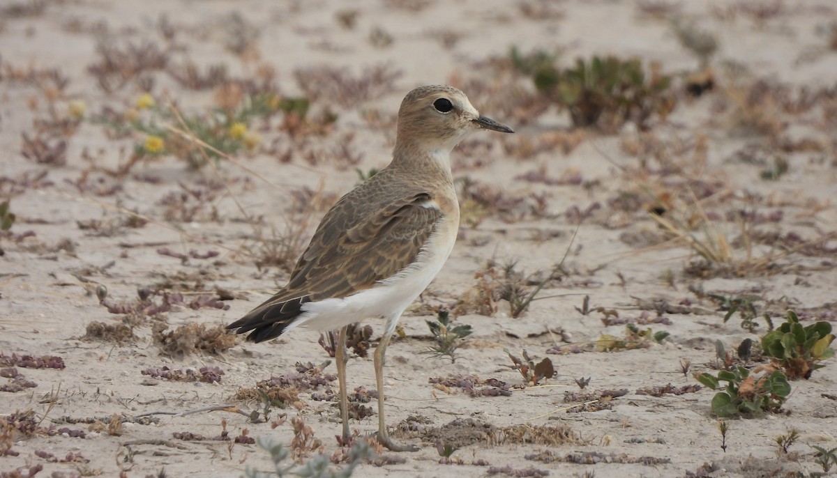 Mountain Plover - ML625294358