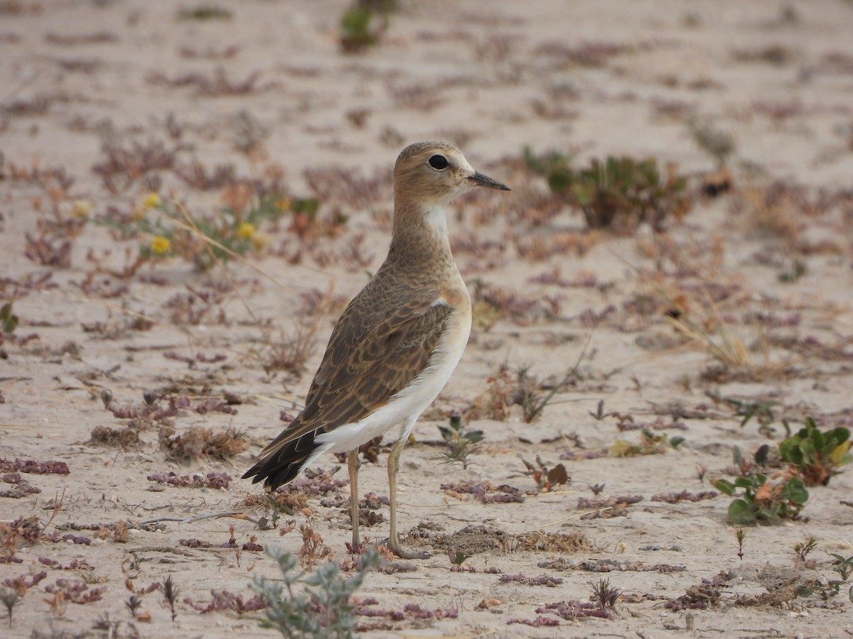 Mountain Plover - Brandon Nooner