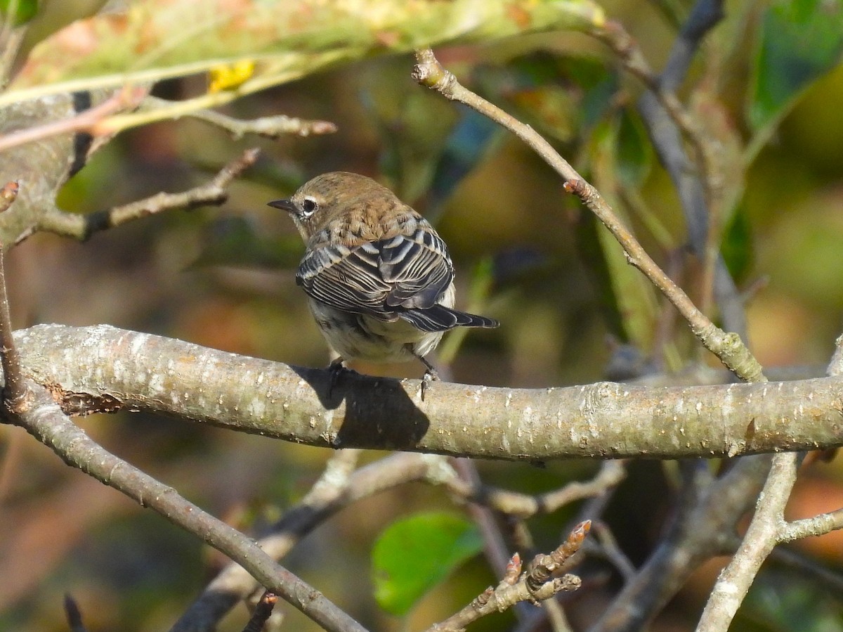 Yellow-rumped Warbler - ML625294425