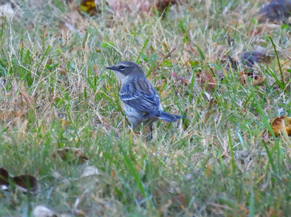 Yellow-rumped Warbler - ML625294426