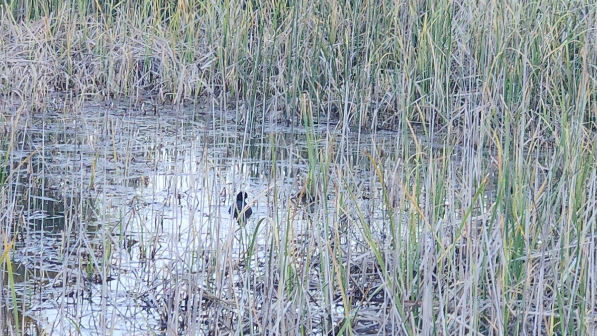 Red-gartered Coot - ML625294458