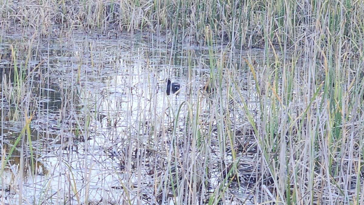 Red-gartered Coot - ML625294459