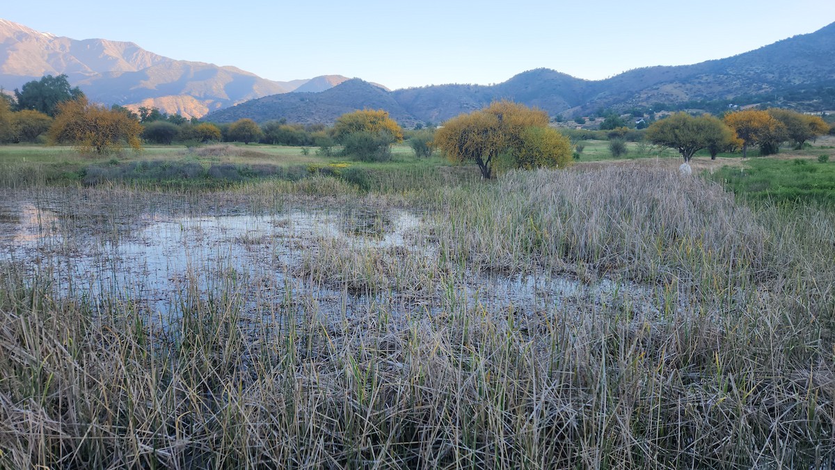 Red-gartered Coot - ML625294512