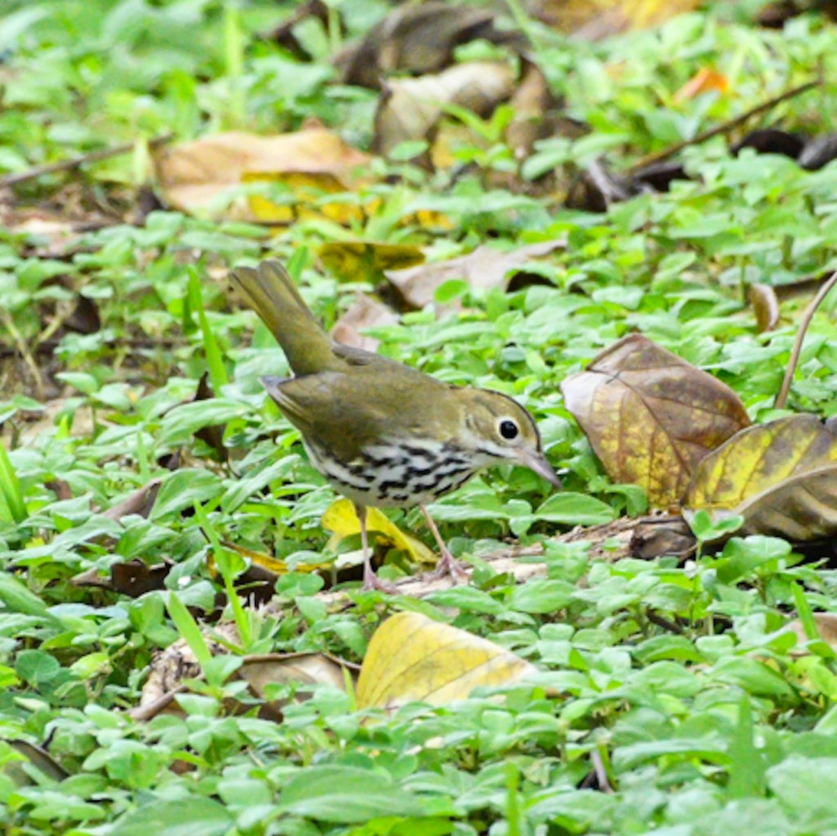 Ovenbird - ML625294551