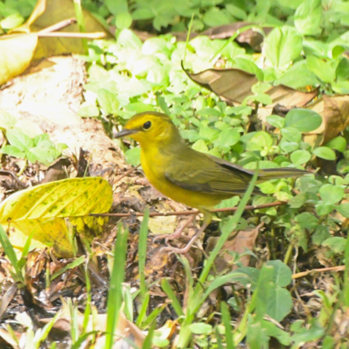 Hooded Warbler - ML625294558