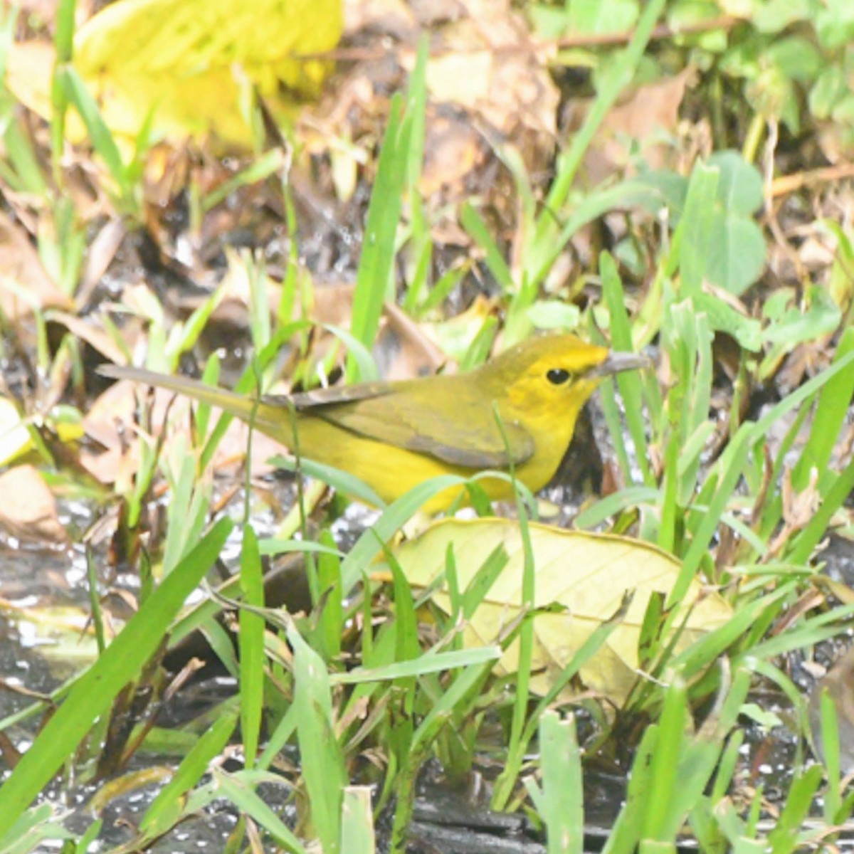 Hooded Warbler - ML625294559