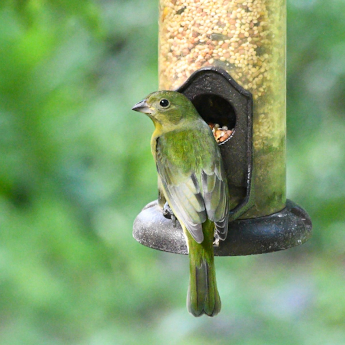 Painted Bunting - ML625294575