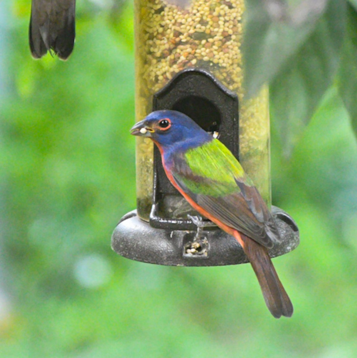 Painted Bunting - ML625294576