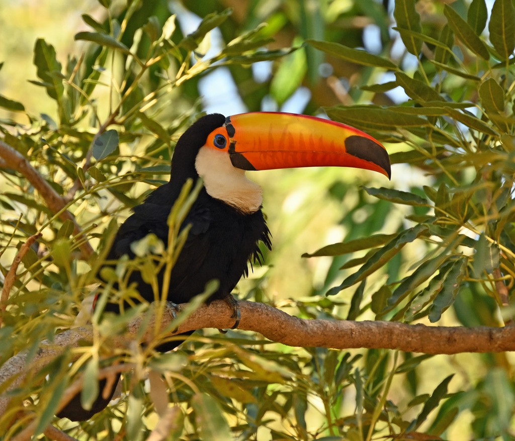 Toco Toucan - ML625294629