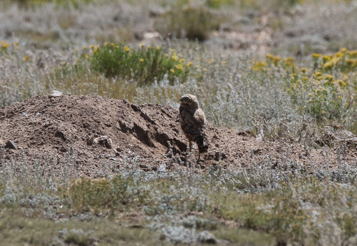 Burrowing Owl - ML625294715