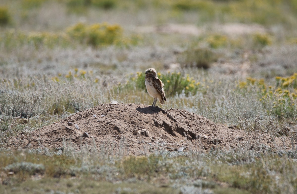 Burrowing Owl - ML625294716