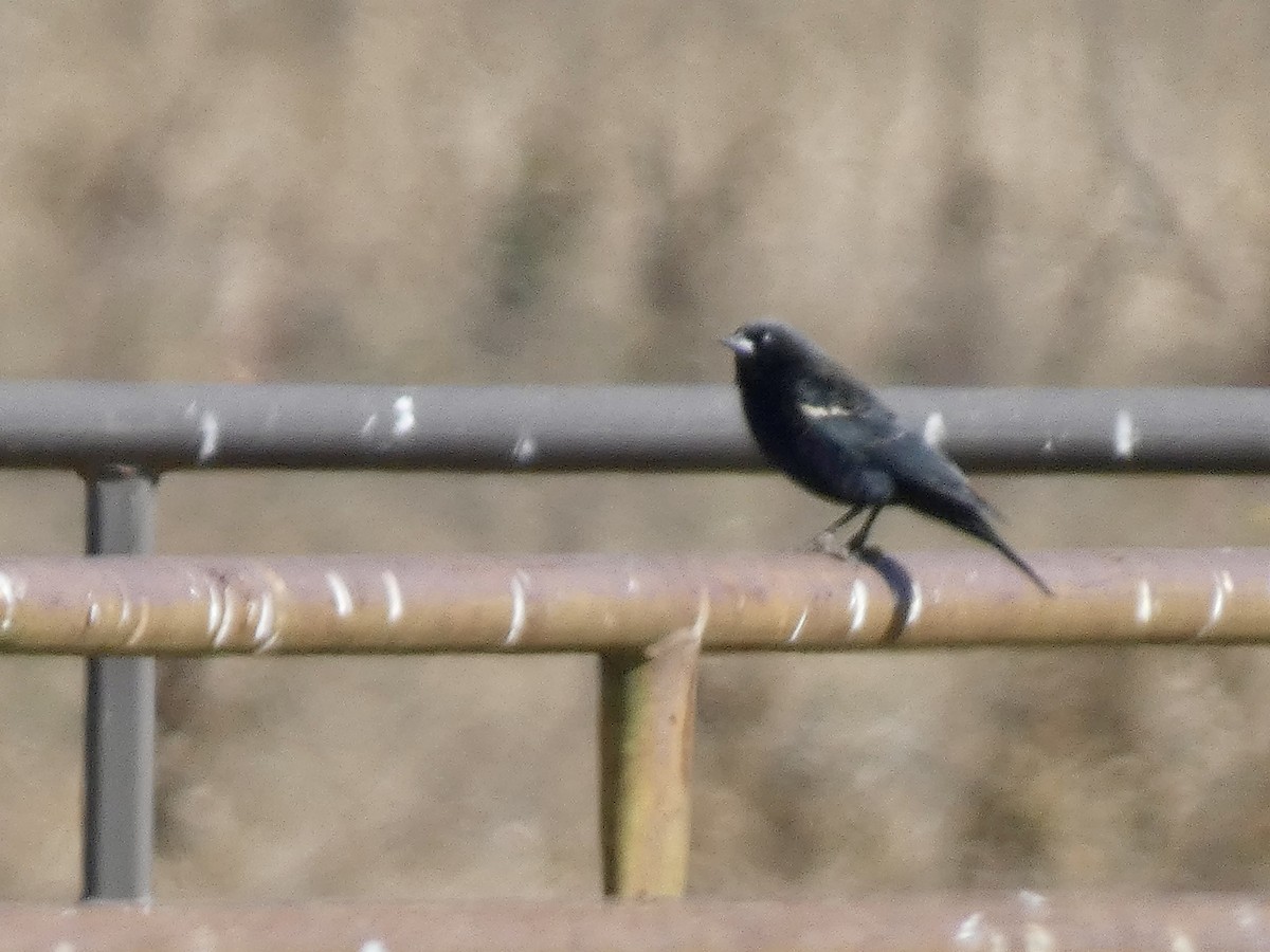 Tricolored Blackbird - ML625294737