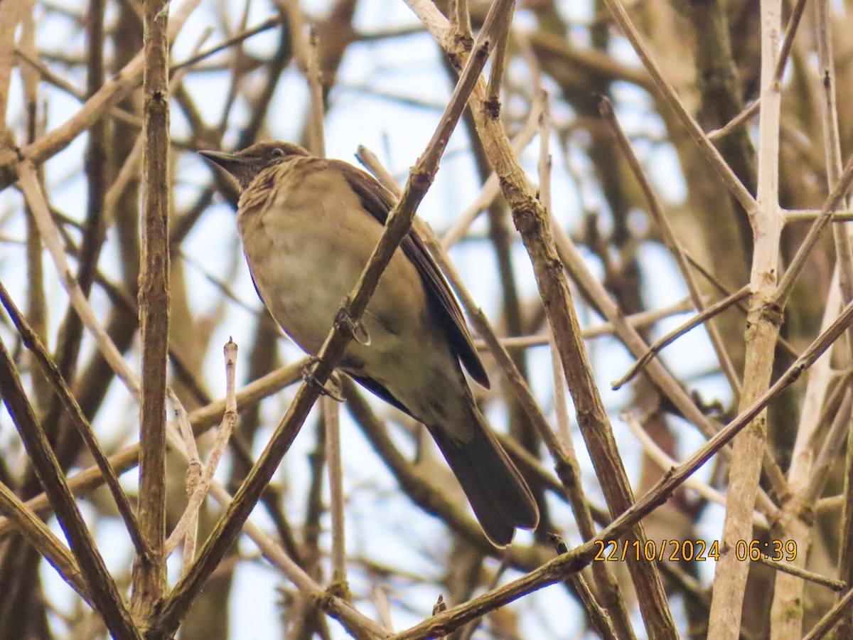 Black-billed Thrush - ML625294743