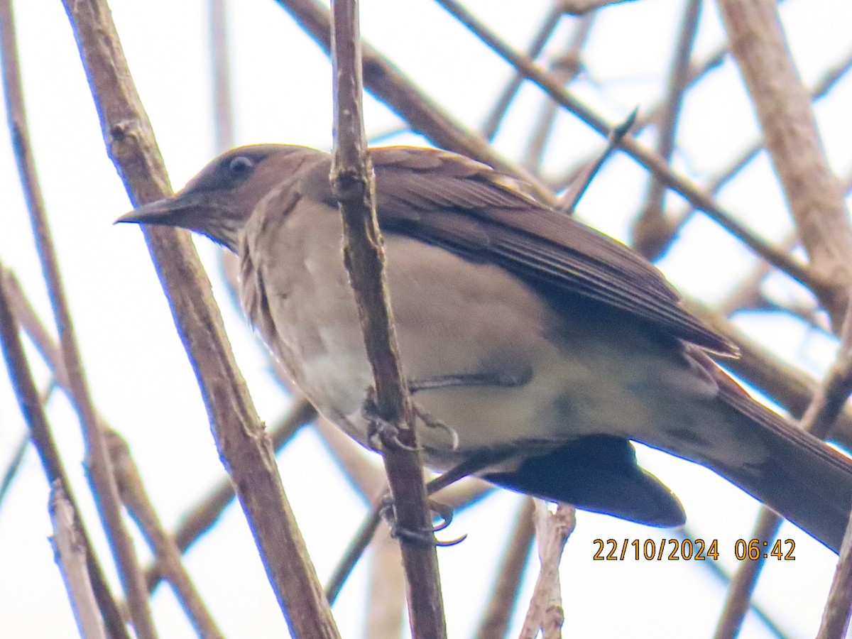 Black-billed Thrush - ML625294744