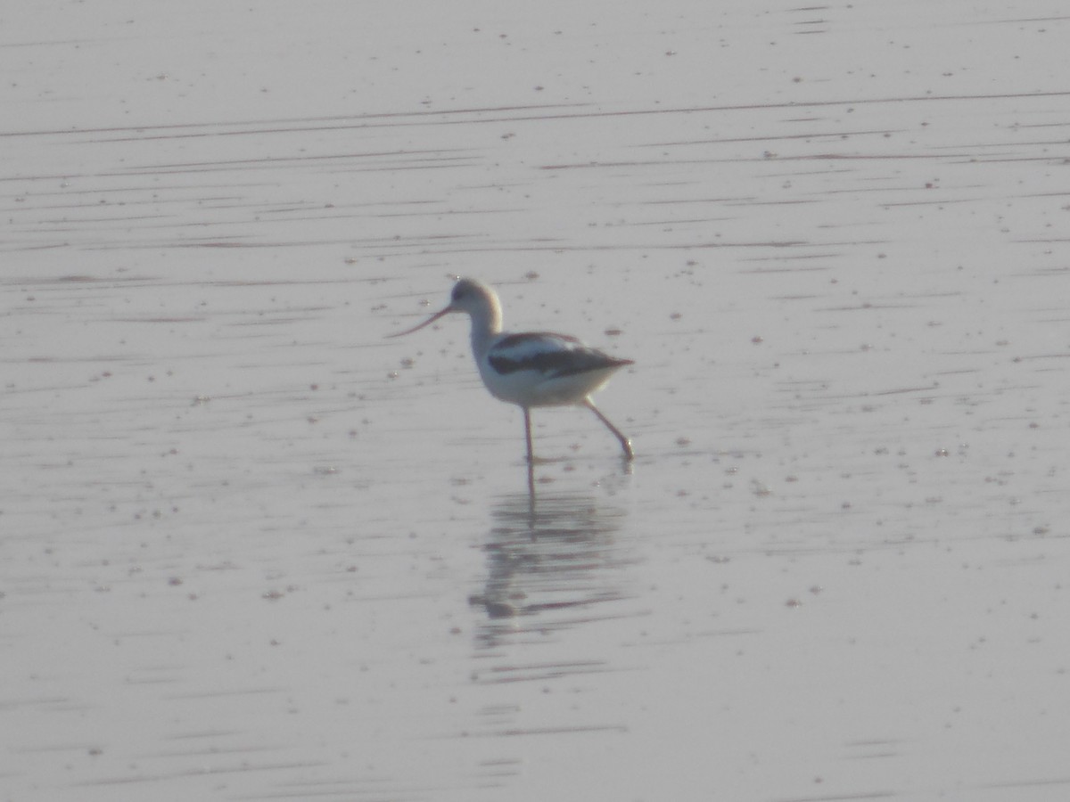 American Avocet - ML625294758