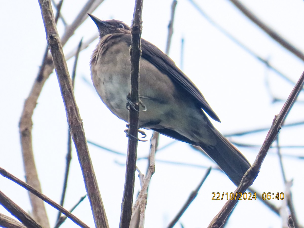 Black-billed Thrush - ML625294880