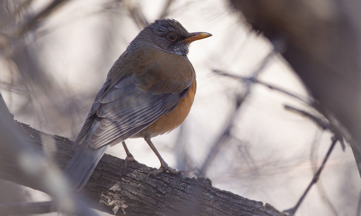 Rufous-backed Robin - ML625295005
