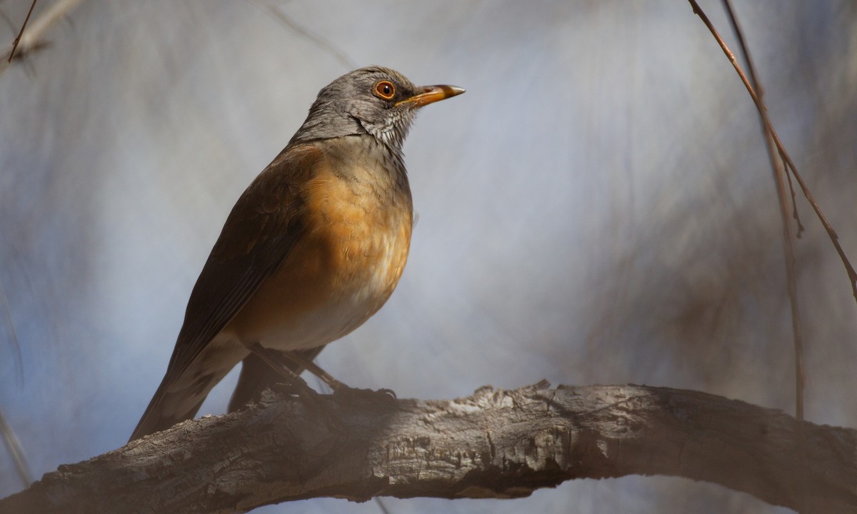 Rufous-backed Robin - ML625295006