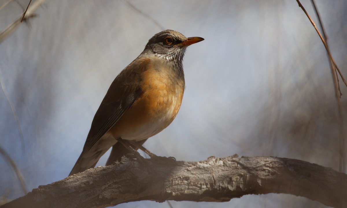 Rufous-backed Robin - ML625295007