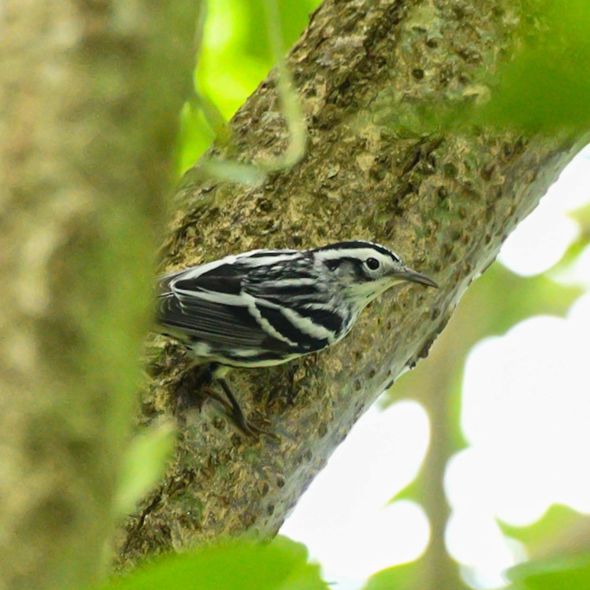 Black-and-white Warbler - ML625295060